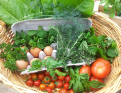 Nutrition Strategies